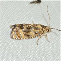 Olethreutes ferrolineana