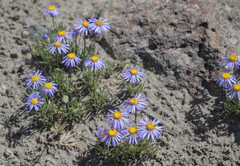 Erigeron filifolius