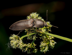 Acteniceromorphus spinosus