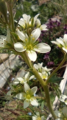 Saxifraga aquatica
