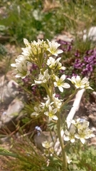 Saxifraga aquatica