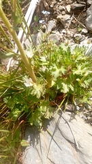 Saxifraga aquatica