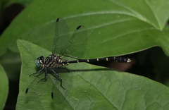 Stylogomphus sigmastylus