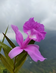 Sobralia macrantha