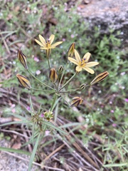 Triteleia ixioides anilina