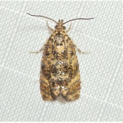 Olethreutes ferrolineana