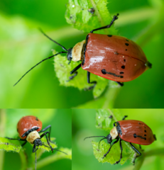 Meristata spilota