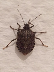 Halyomorpha halys