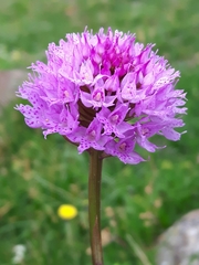 Traunsteinera globosa