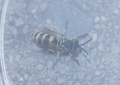 Microbembex monodonta