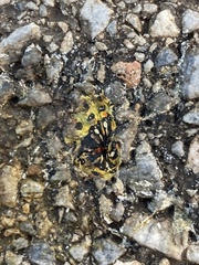Hyles euphorbiae
