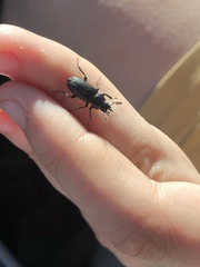 Platycerus depressus