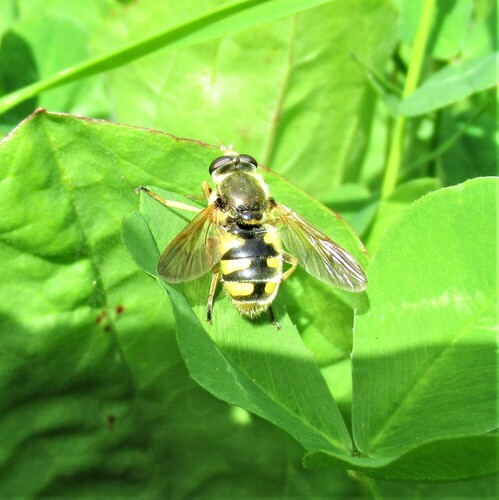 Yellow-legged Wood Fly photo 5
