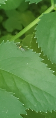 Trypherus frisoni
