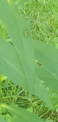 Trypherus frisoni