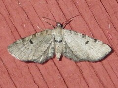 Eupithecia indistincta