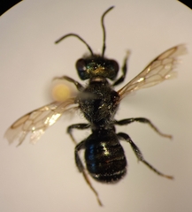 Osmia gallarum