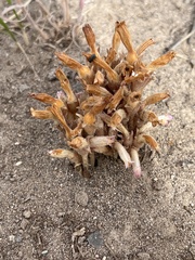 Aphyllon fasciculatum