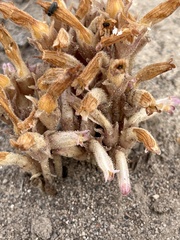 Aphyllon fasciculatum