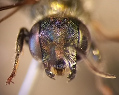 Osmia gallarum