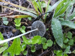 Parasola plicatilis image