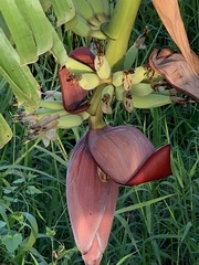 Musa × paradisiaca