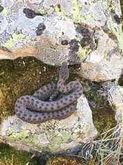 Crotalus pricei