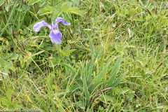 Iris hookeri