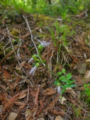 Campanula prenanthoides