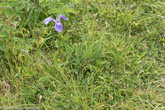 Iris hookeri