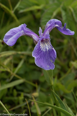 Iris hookeri