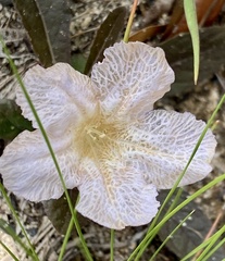 Ruellia ciliosa