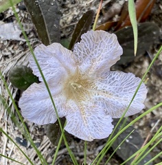Ruellia ciliosa