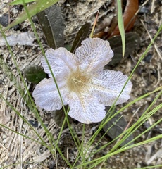 Ruellia ciliosa