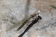 Argia lugens