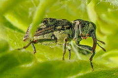 Acoptus suturalis