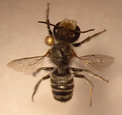 Megachile argentata