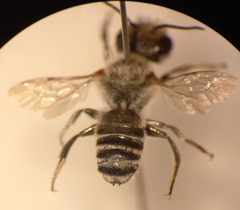 Megachile argentata