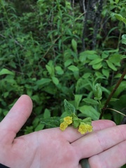 Lonicera involucrata involucrata