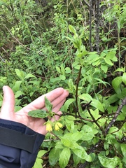 Lonicera involucrata involucrata