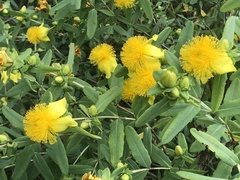 Hypericum frondosum