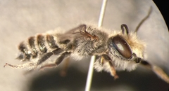 Megachile argentata