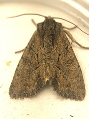 Apamea cariosa