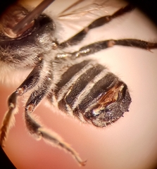 Megachile argentata