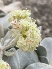 Eriogonum lobbii