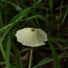 Leucocoprinus flavescens