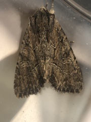 Apamea cariosa