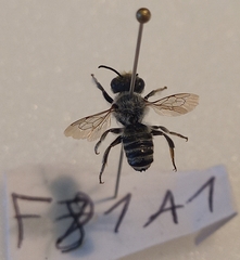 Megachile argentata