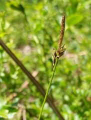 Carex lucorum