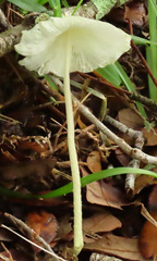 Leucocoprinus flavescens